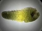 Moldavitt 7,81g thumbnail