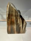 Fossilt tre thumbnail