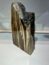 Fossilt tre thumbnail