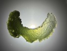 Moldavitt 6,19g thumbnail