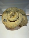 Sneglehus thumbnail