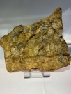 Plate fossile skjell thumbnail
