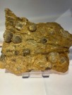 Plate fossile skjell thumbnail