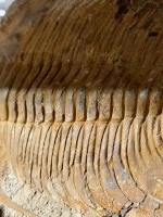 Trilobitter