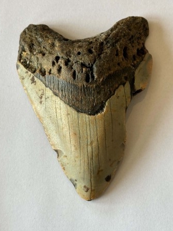 Megalodon